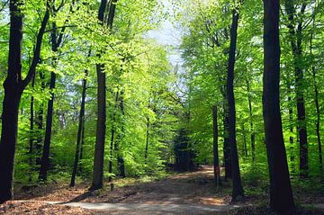 Sonnenlicht im Wald von Corinne Welp