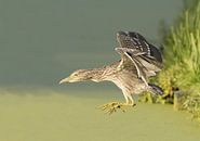 Jonge kwak vliegt weg par Erik de Rijk Aperçu