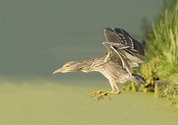 Jonge kwak vliegt weg