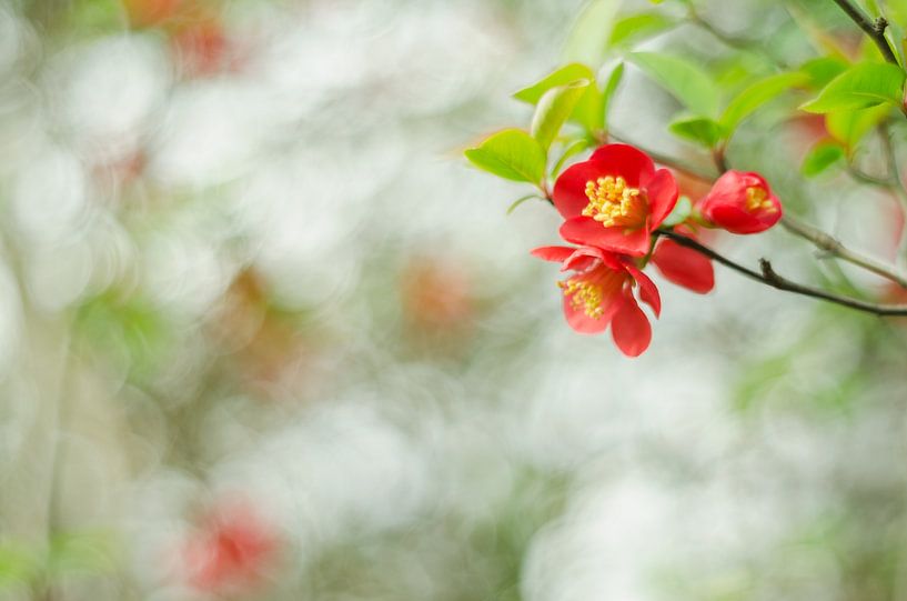 spring in the park by Aimé de Clercq
