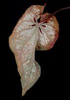 Caladium