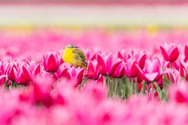 Tulips | Yellow Wagtail in a colourful Dutch Tulip Field by Servan Ott