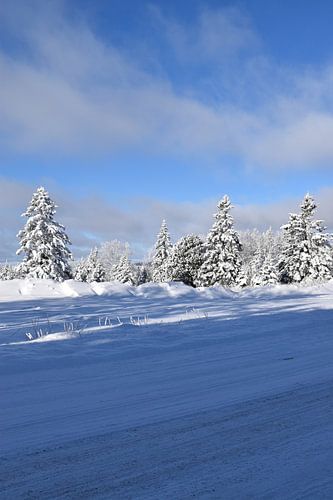 Besneeuwde bomen na de storm