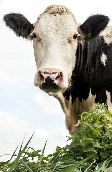 Portrait hollandais ultime d'une belle vache laitière en noir et blanc par Wildlife Designs