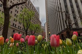 New York by Hendrik Harm