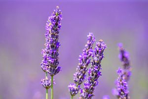 Lavendelblüte in der Provence an einem Sommertag aus nächster Nähe