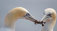 Nestbau  par Wiebke Blume Aperçu