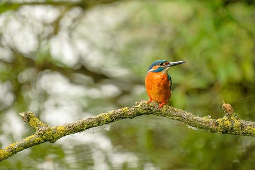 IJsvogel in volle glorie