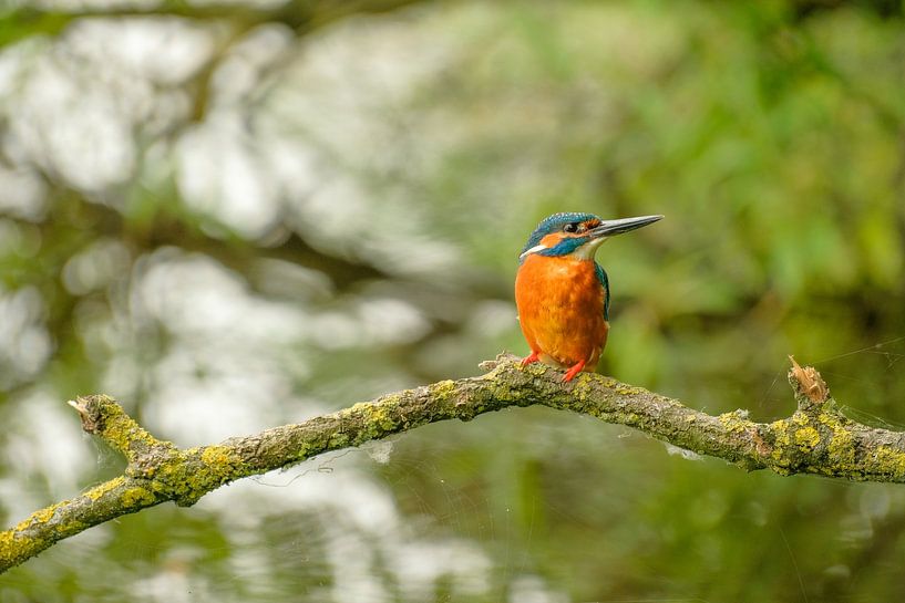 Kingfisher in all its glory by Moetwil en van Dijk - Fotografie