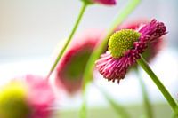 Blüte