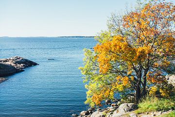 Herfst in Finland van Patrycja Polechonska