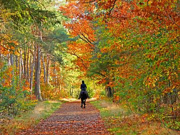 Ruiterlijk... (Paardrijden in herfst bos) van Caroline Lichthart