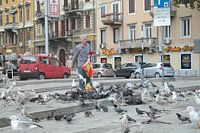 Pigeons