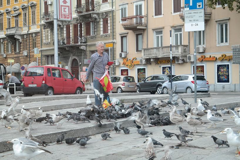 Pigeons by Robin Bakker