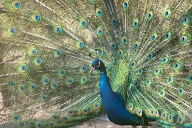 Proud as a peacock by Karin van Es