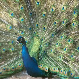 Proud as a peacock by Karin van Es