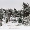 Bunch Of Pine Trees van William Mevissen