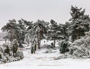 Bunch Of Pine Trees