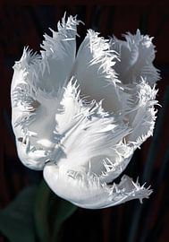 Februar Sonne in einer weißen Tulpe von Irina Dotter