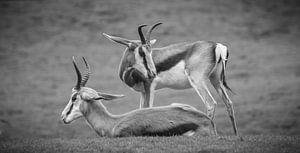 Antilopen