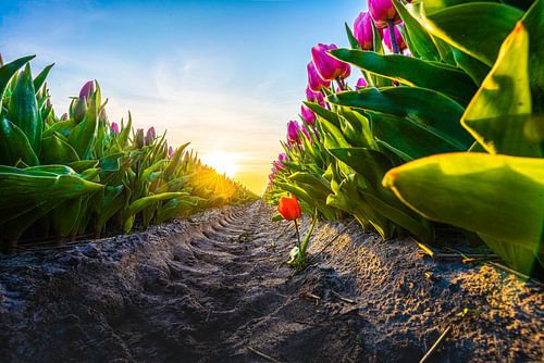 Oser être différent