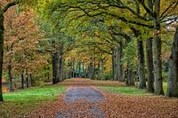 Autumn in Westerwolde