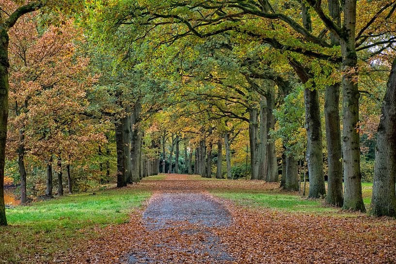 Herbst in Westerwolde von Michel Leertouwer