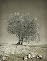 THE OLIVE TREE