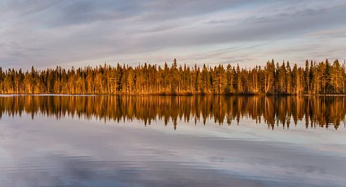 Reflections of a forest on a midsummernight