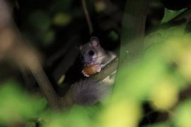 relmuis 's nachts in het bos Baden-Württemberg Duitsland