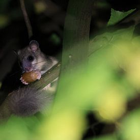 dormouse at night in the forest Baden-Wuerttemberg Germany by Frank Fichtmüller