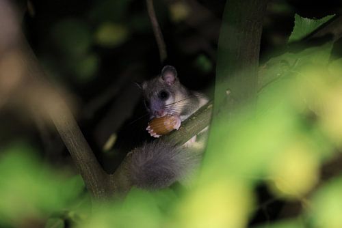 relmuis 's nachts in het bos Baden-Württemberg Duitsland
