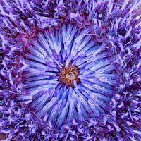 Artichoke heart
