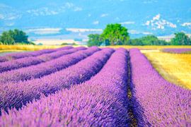 Lavendelblüten in der Provence bei Sonnenuntergang von Sjoerd van der Wal Fotografie