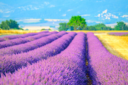 Lavendel in bloei in de Provence bij zonsondergang