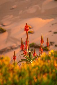 Rote Aloe Vera Blüte zum Sonnenuntergang