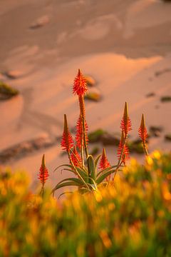 Red Aloe Vera Flower at Sunset by Leo Schindzielorz