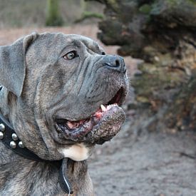 Portrait d'un chien de Bandog sur Eigenwijze Fotografie