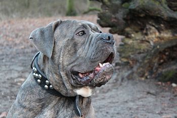 Porträt eines Bandog-Hundes
