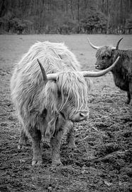 Les Highlanders écossais sur Marja van den Hurk