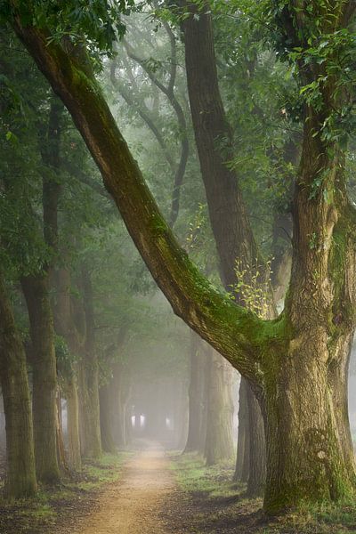 Saga Of The Obscure Trees by Ellen Borggreve