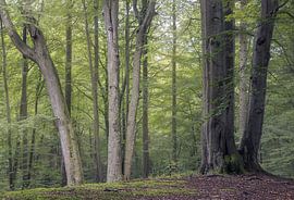 Une paisible clairière entourée d'une végétation luxuriante, Grasten Fores sur PhotoCluster