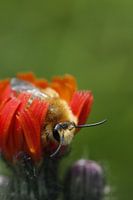 bijtje op bloem