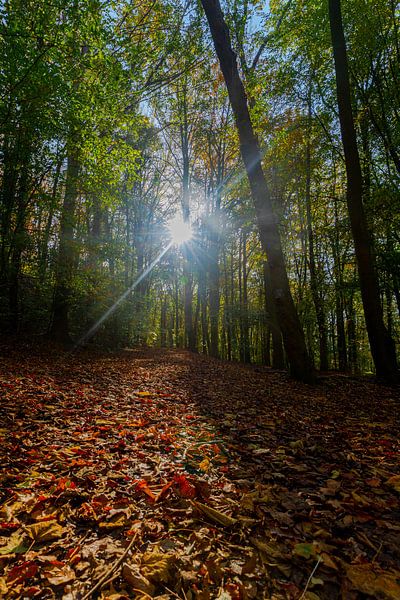 les rayons de soleil traversent les arbres de la forêt sur des feuilles d'automne colorées par Kim Willems