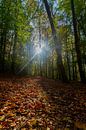 les rayons de soleil traversent les arbres de la forêt sur des feuilles d'automne colorées par Kim Willems Aperçu