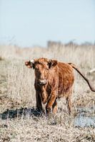 Highlander écossais entre les roseaux
