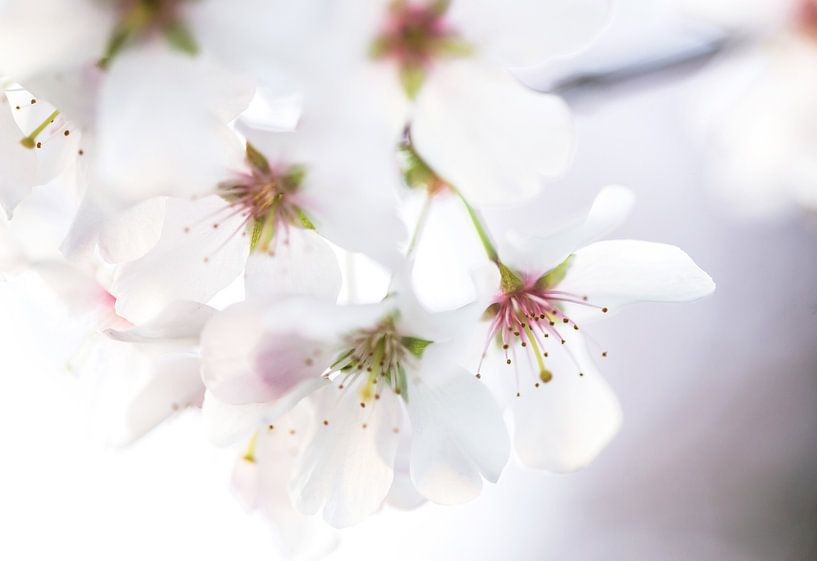 Kirschblüte von Ratna Bosch
