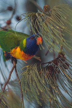 Lori mangeant dans l'arbre II by Geke Woudstra