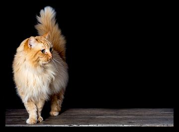 Rosse Poes op bezoek tijdens de shoot van de honden