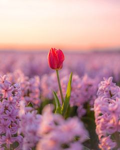 Rode Tulp in Roze Hyacintenveld van Zwoele Plaatjes